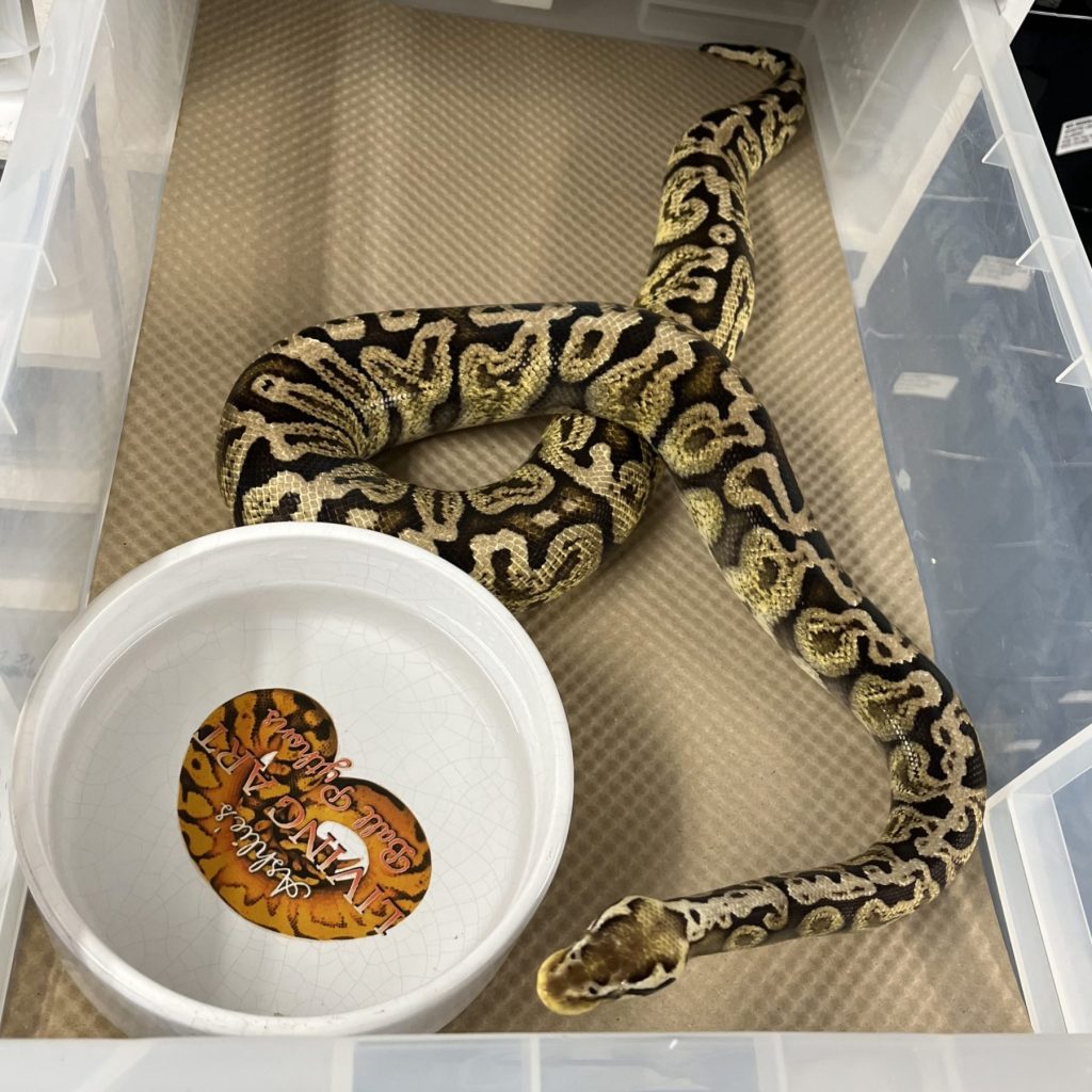 Honeycomb Card Snake Tub Liners – Pre-Cut Disposable Substrate (500 & 1000 Pack)
