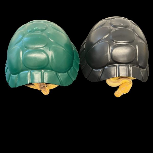 New Tortoise Shell Hides