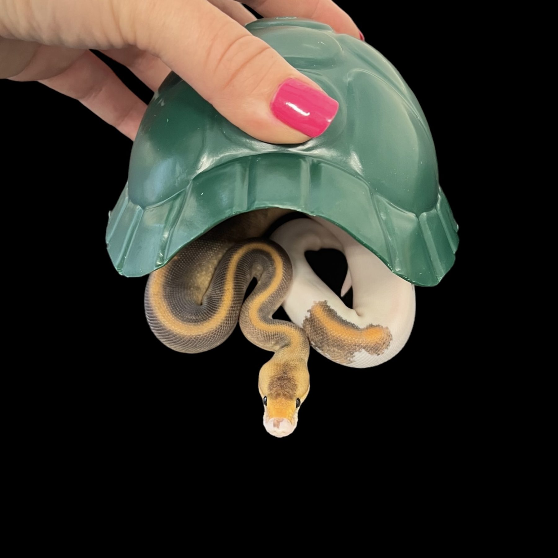 New Tortoise Shell Hides - Living Art Ball Pythons