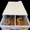 33 Litre Ball Pythons Set Up Kit