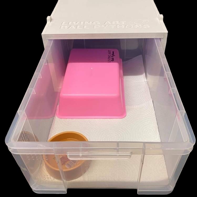 12 Litre Ball Python Starter Set Up Kit Living Art Ball Pythons