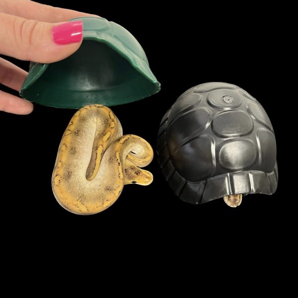 New Tortoise Shell Hides