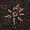 Habistat Spider Bedding