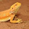 HabiStat Bearded Dragon Bedding