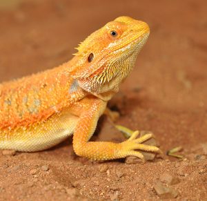HabiStat Bearded Dragon Bedding