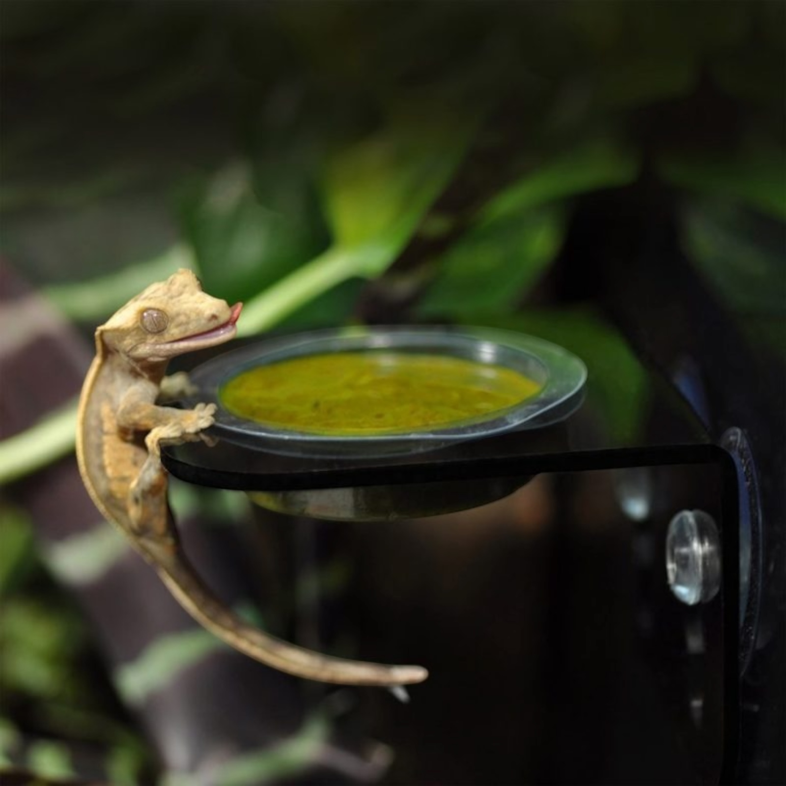 HabiStat Crested Gecko Diet – Mango & Cricket