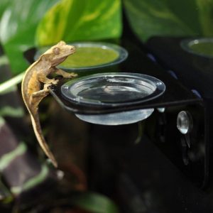 Habistat Arboreal Feeding Ledge - Single and Double Cup