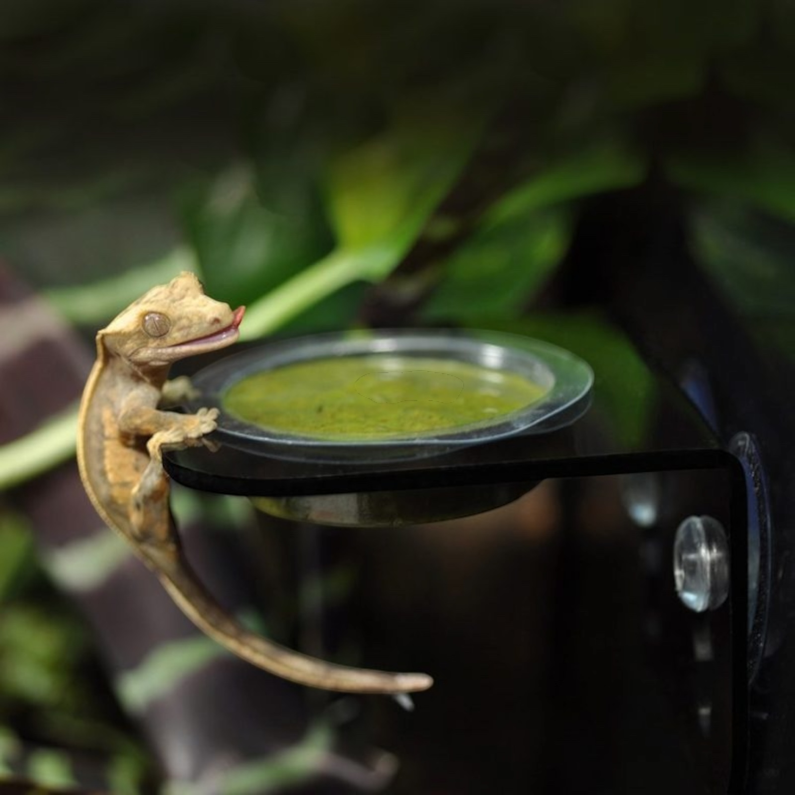Habistat Arboreal Feeding Ledge - Single and Double Cup