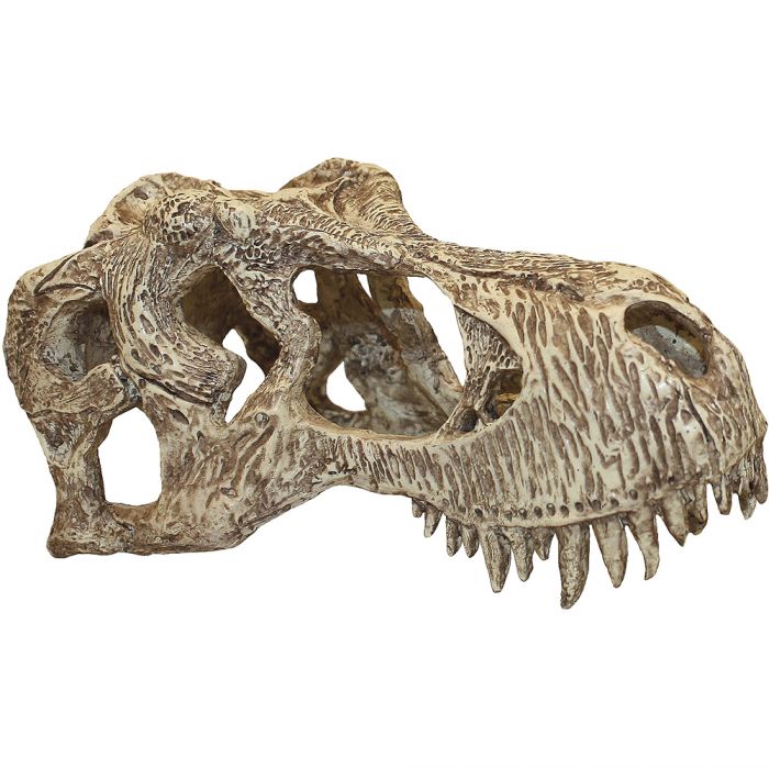 Komodo T. Rex Skull