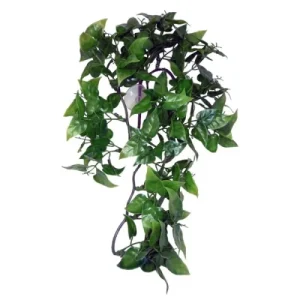 Komodo Philodendron Hanging Plant 60cm