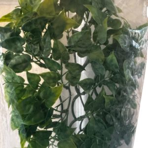 Philodendron-500x500.webp4 Komodo Philodendron Hanging Plant 60cm