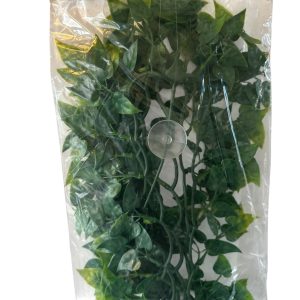 Philodendron-500x500.webp5 Komodo Philodendron Hanging Plant 60cm