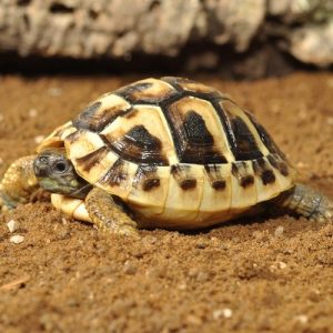 tortoise-bedding-3-500x500 Habistat Tortoise Bedding 10 Litres