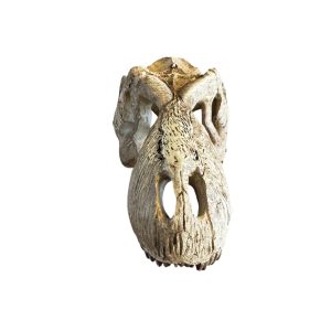 Komodo T. Rex Skull
