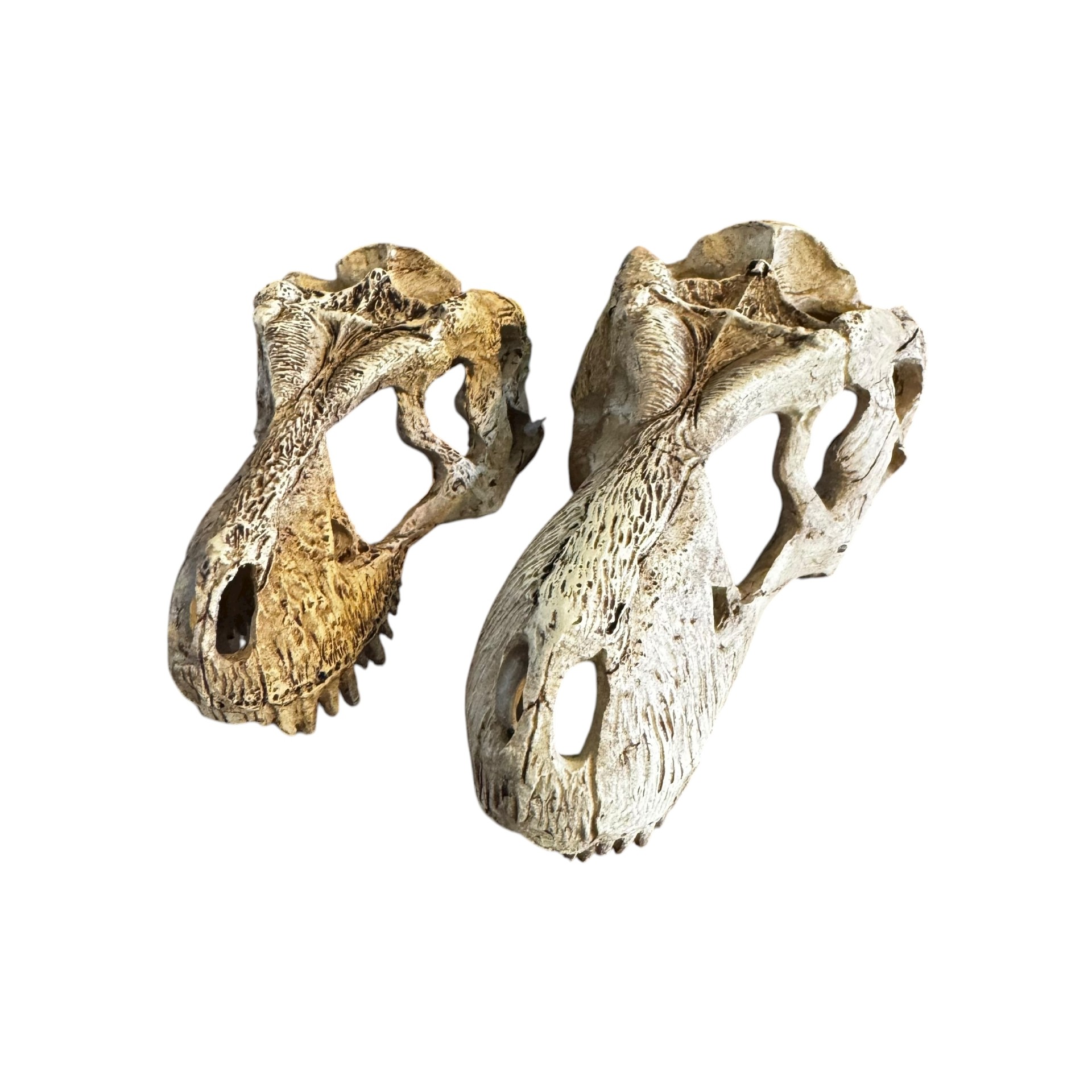 Komodo T-Rex Skull – Reptile Vivarium Decoration & Hide (Small & Large)