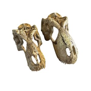 Komodo T. Rex Skull