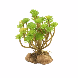 Houseleek.avif1 Zoo Med Desert Flora, Tree Houseleek