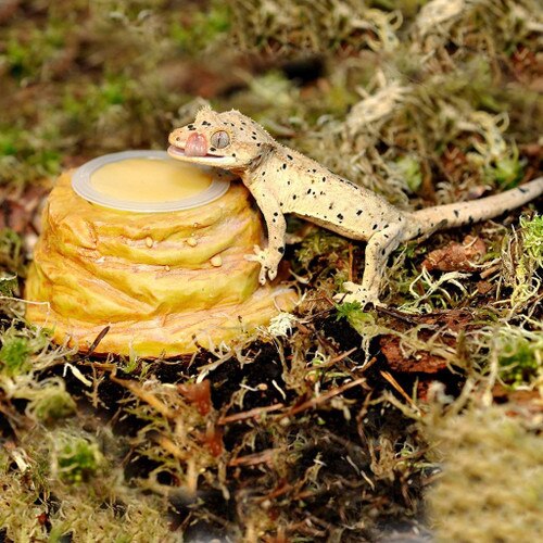 HabiStat Sandstone Jelly Pot Holder – Natural Feeding Dish for Reptiles & Invertebrates