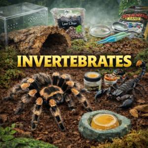 Invertebrates Acrylic Arboreal Invertebrate Enclosure 75x75x150mm – Magnetic Door Terrarium