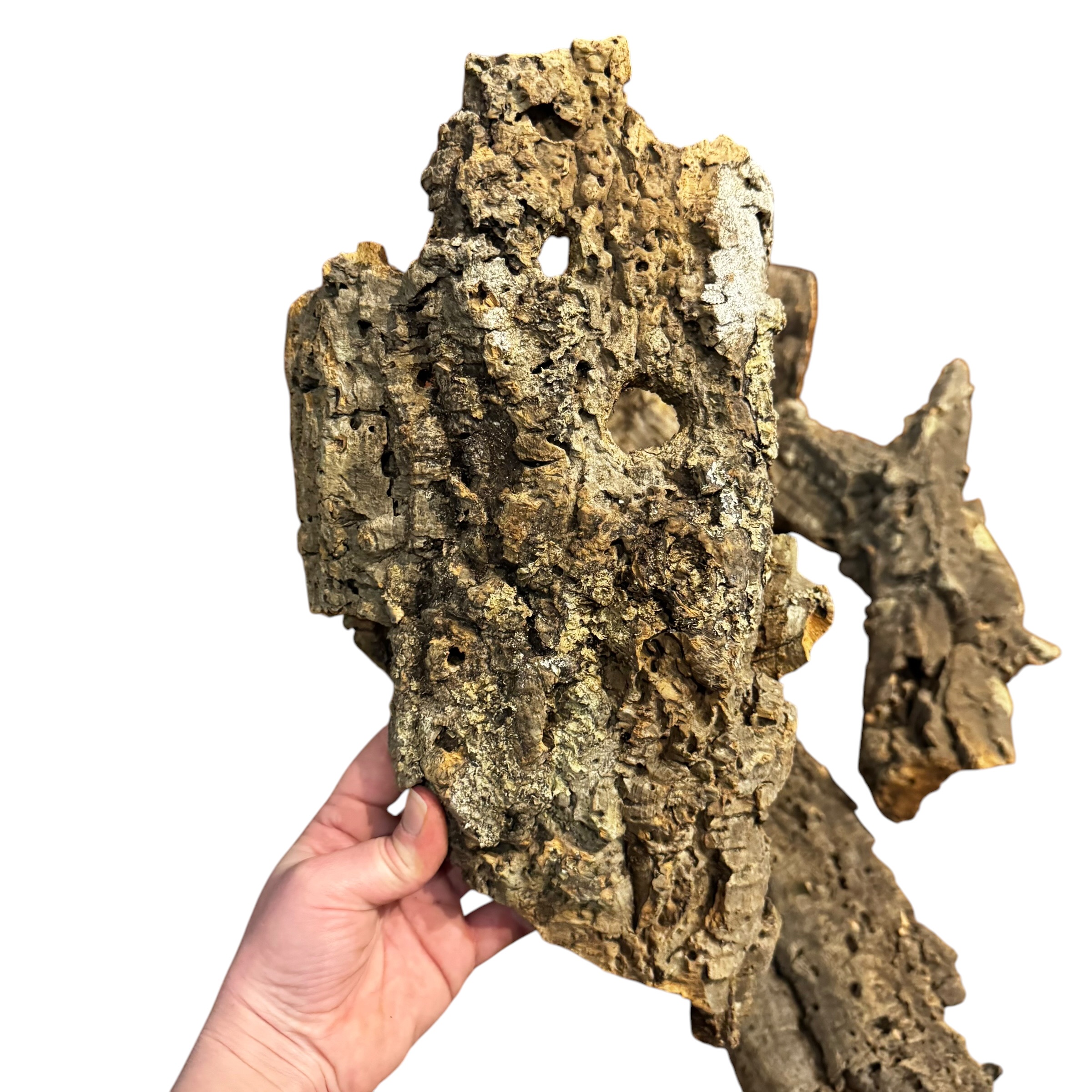 Natural Cork Bark Flats for Reptiles, Geckos, Invertebrates & Bioactive Vivariums