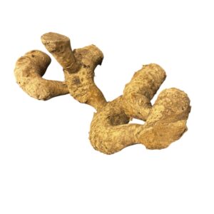 Bamboo root small Natural Bamboo Root Branches for Reptile & Bioactive Vivariums – Small, Medium & Large