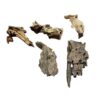 Natural Driftwood for Reptile & Bioactive Vivariums – Small, Medium & Large
