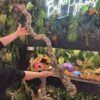 Natural Cork Bark Branches & Climbing Wood for Reptiles & Bioactive Vivariums (30–100cm)