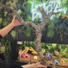Natural Cork Bark Branches & Climbing Wood for Reptiles & Bioactive Vivariums (30–100cm)