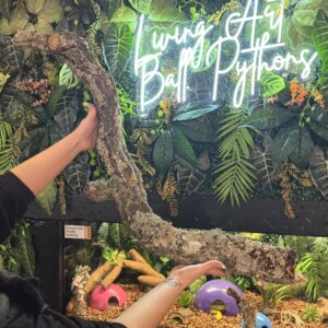 Natural Cork Bark Branches & Climbing Wood for Reptiles & Bioactive Vivariums (30–100cm)