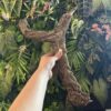 Natural Cork Bark Branches & Climbing Wood for Reptiles & Bioactive Vivariums (30–100cm)