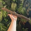 Natural Cork Bark Branches & Climbing Wood for Reptiles & Bioactive Vivariums (30–100cm)