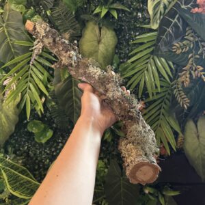 Natural Cork Bark Branches & Climbing Wood for Reptiles & Bioactive Vivariums (30–100cm)