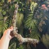 Natural Cork Bark Branches & Climbing Wood for Reptiles & Bioactive Vivariums (30–100cm)