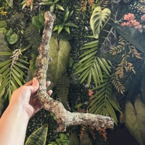Natural Cork Bark Branches & Climbing Wood for Reptiles & Bioactive Vivariums (30–100cm)