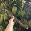 Natural Cork Bark Branches & Climbing Wood for Reptiles & Bioactive Vivariums (30–100cm)