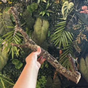 Natural Cork Bark Branches & Climbing Wood for Reptiles & Bioactive Vivariums (30–100cm)