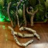 Natural Cork Bark Branches & Climbing Wood for Reptiles & Bioactive Vivariums (30–100cm)