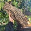 XL Natural Cork Bark Tubes for Reptiles & Bioactive Vivariums (60–90cm)