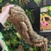 XL Natural Cork Bark Tubes for Reptiles & Bioactive Vivariums (60–90cm)