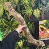 Natural Cork Bark Branches & Climbing Wood for Reptiles & Bioactive Vivariums (30–100cm)