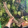 Natural Cork Bark Branches & Climbing Wood for Reptiles & Bioactive Vivariums (30–100cm)