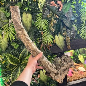 Natural Cork Bark Branches & Climbing Wood for Reptiles & Bioactive Vivariums (30–100cm)