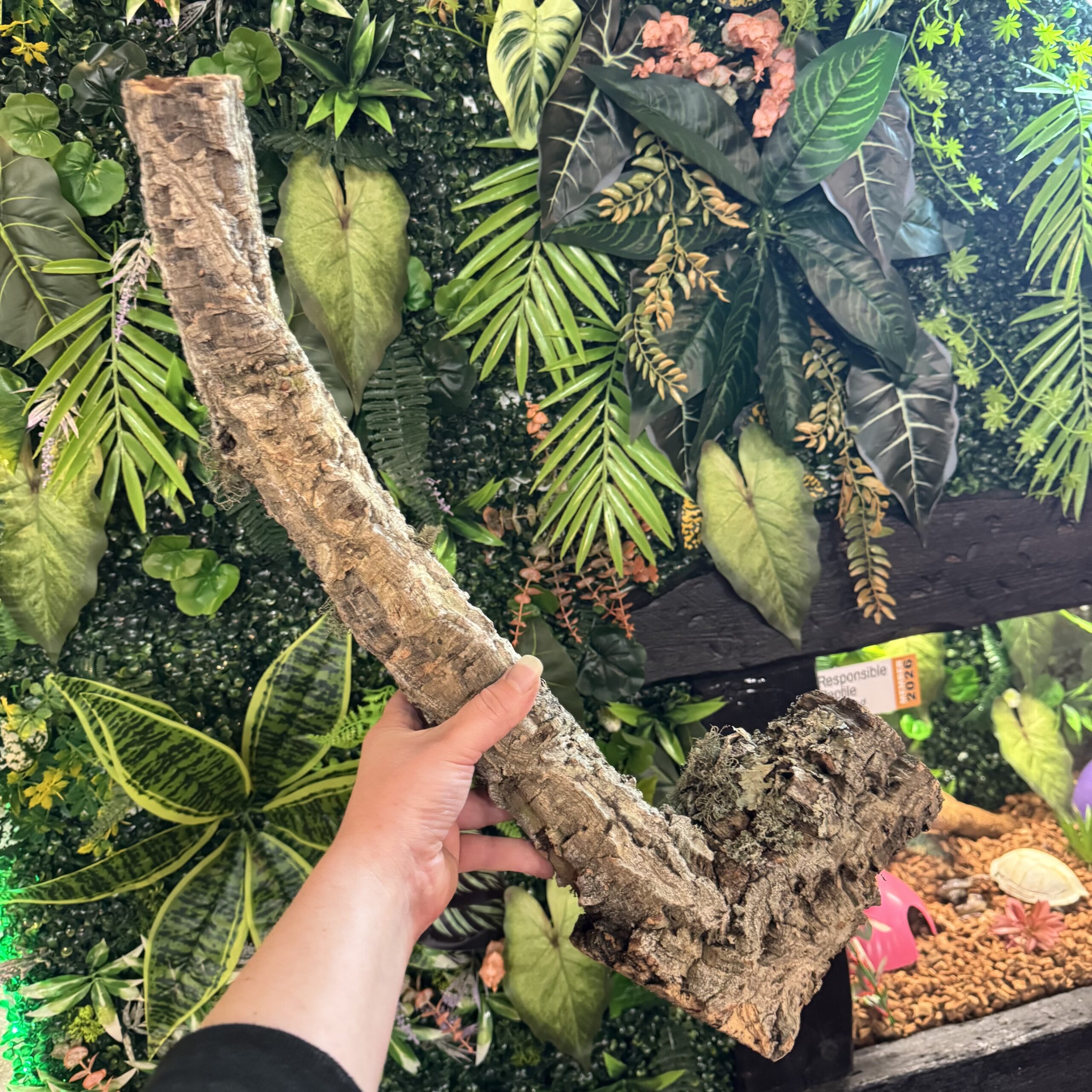 Natural Cork Bark Branches & Climbing Wood for Reptiles & Bioactive Vivariums (30–100cm)