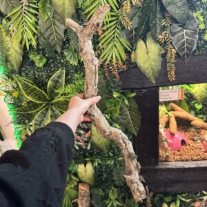 Natural Cork Bark Branches & Climbing Wood for Reptiles & Bioactive Vivariums (30–100cm)
