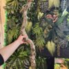 Natural Cork Bark Branches & Climbing Wood for Reptiles & Bioactive Vivariums (30–100cm)