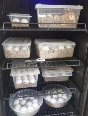 HERPXOTICS PROFESSIONAL REPTILE INCUBATOR HERP-I80 – LARGE BREEDING INCUBATOR – WAREHOUSE EXCLUSIVE