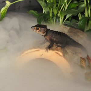 Habistat Humidifier.5avif HABISTAT REPTILE HUMIDIFIER 4L WITH DIGITAL TIMER & ADJUSTABLE MIST OUTPUT